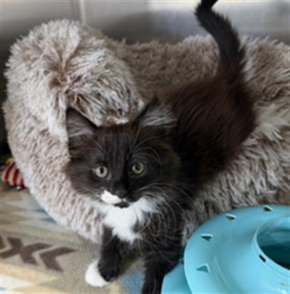 JADE - PENDING ADOPTION