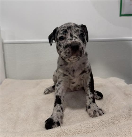 MALT- PENDING ADOPTION