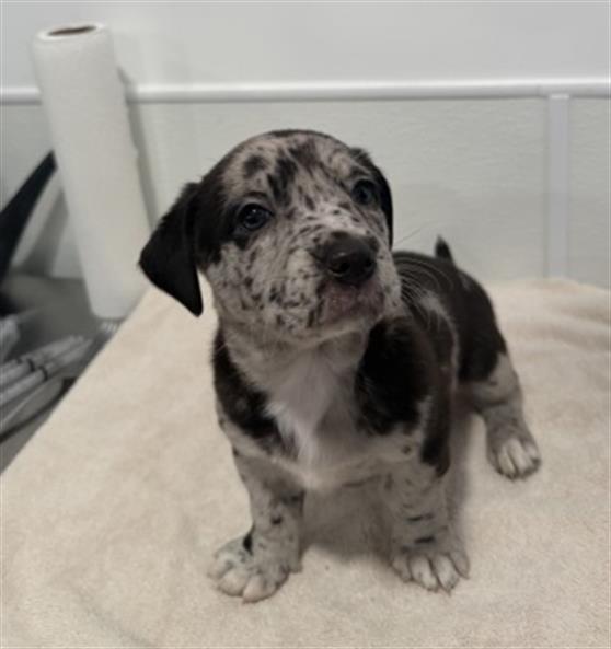MILKSHAKE - PENDING ADOPTION