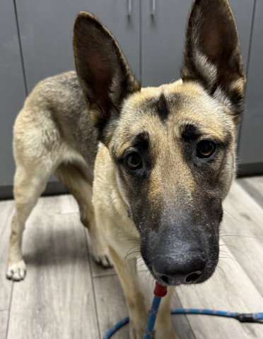 DELILAH