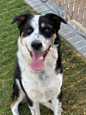 RALPH, an adoptable Border Collie in Redlands, CA