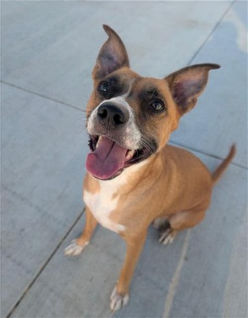 RHONDA, an adoptable Boxer in Redlands, CA
