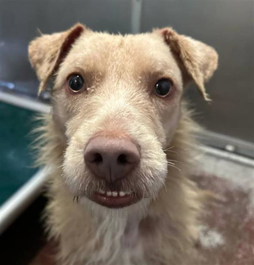 GOOFY, an adoptable Terrier in Redlands, CA