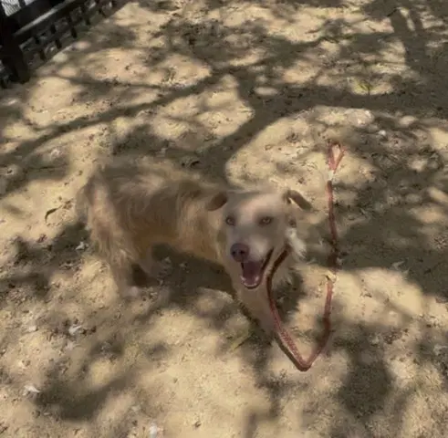 Goofy - Terrier