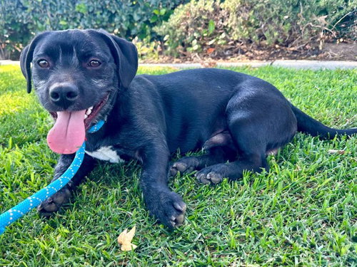GOOSE- PENDING ADOPTION, an adoptable Beagle in Redlands, CA