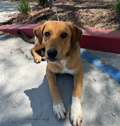 COOPER, an adoptable Labrador Retriever in Redlands, CA