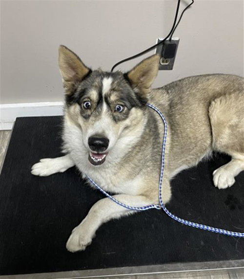 GHOST, an adoptable Siberian Husky in Redlands, CA