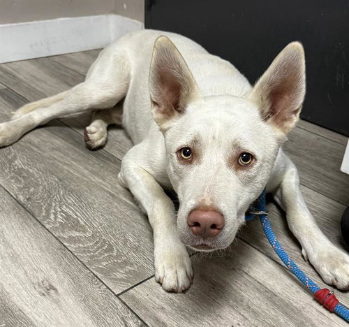 CHANDLER, an adoptable Siberian Husky in Redlands, CA