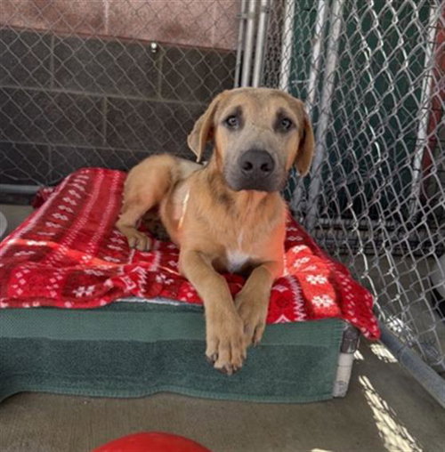 CHARLIE, an adoptable German Shepherd Dog in Redlands, CA