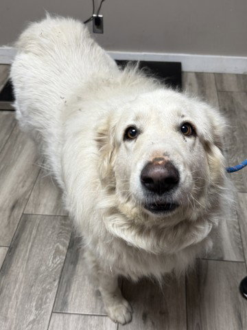 SNOWBALL, an adoptable Great Pyrenees in Redlands, CA