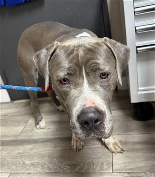 LILLY, an adoptable Pit Bull Terrier in Redlands, CA