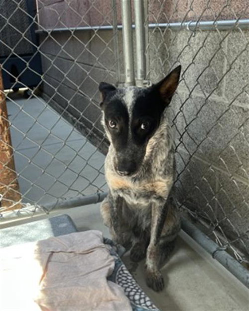 BLUEY, an adoptable Queensland Heeler in Redlands, CA