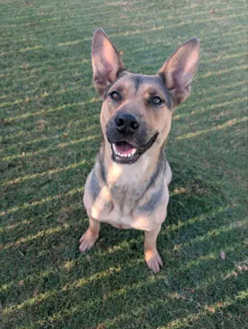 Star - German Shepherd Dog