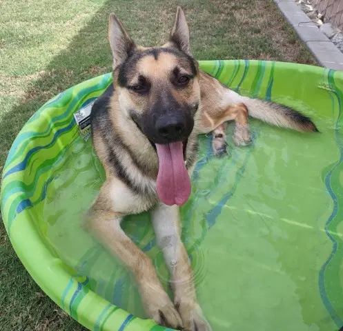 Patriot - German Shepherd Dog