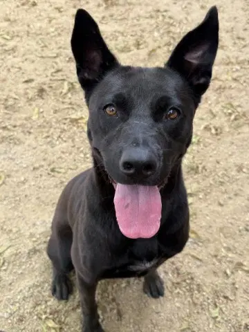 Gorgonzola - German Shepherd Dog