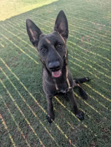 Jessie - Belgian Shepherd Malinois