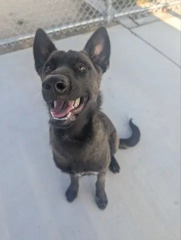 Jessie - Belgian Shepherd Malinois