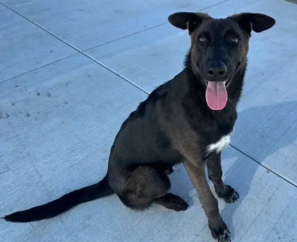 James - Belgian Shepherd Malinois