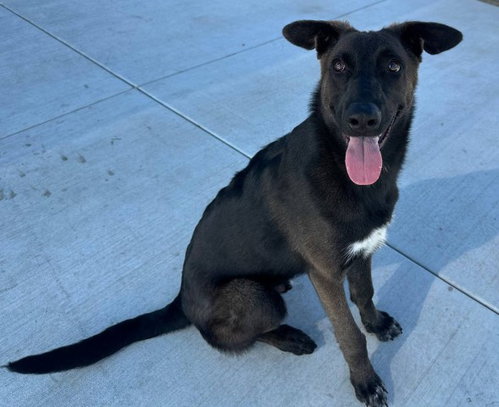 picture of the dog needing adoption