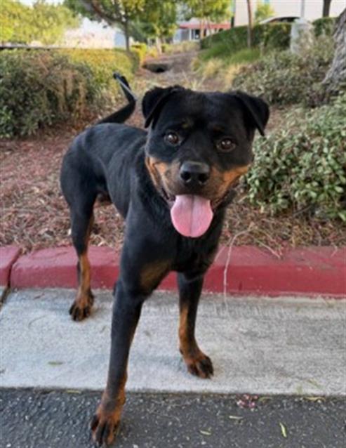picture of the dog needing adoption