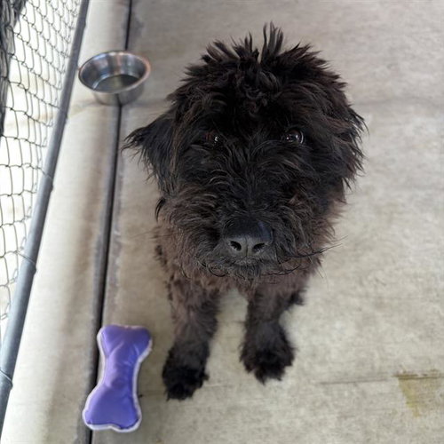 picture of the dog needing adoption