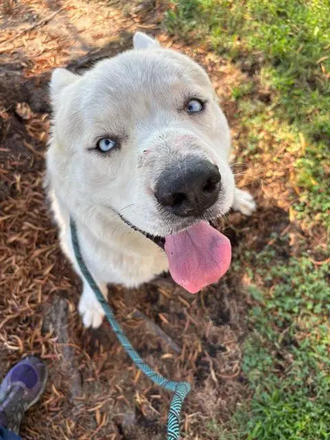 Crescent - Siberian Husky