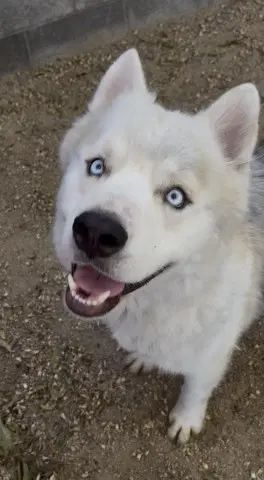 Crescent - Siberian Husky