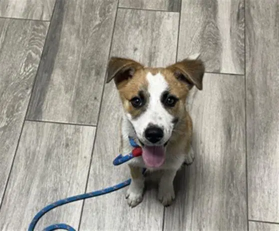 Pickles - Terrier