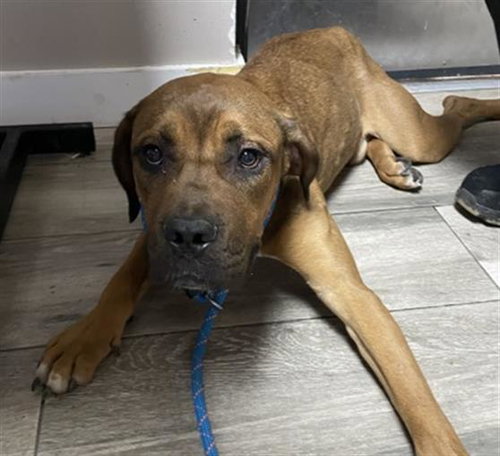 picture of the dog needing adoption