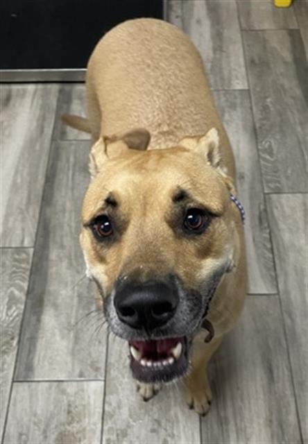 picture of the dog needing adoption