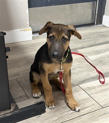 picture of the dog needing adoption