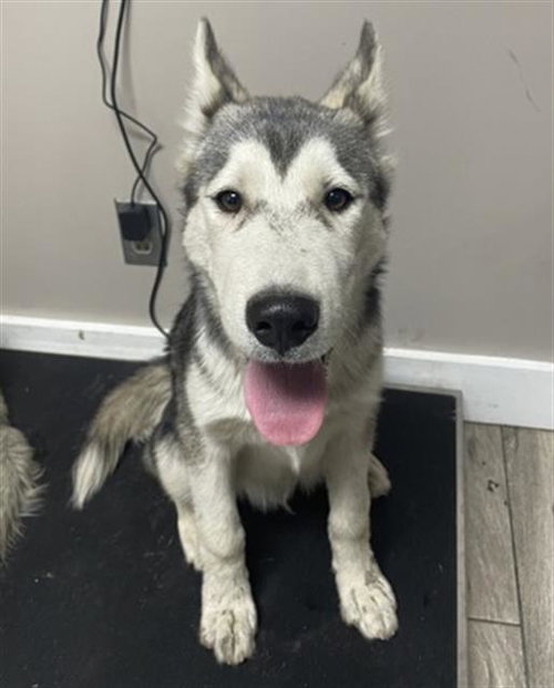 picture of the dog needing adoption