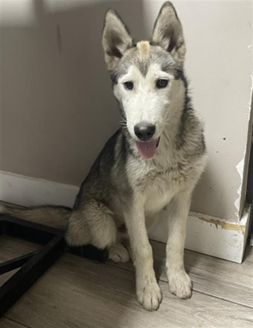 picture of the dog needing adoption