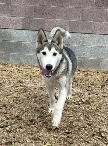 Columbia - Husky