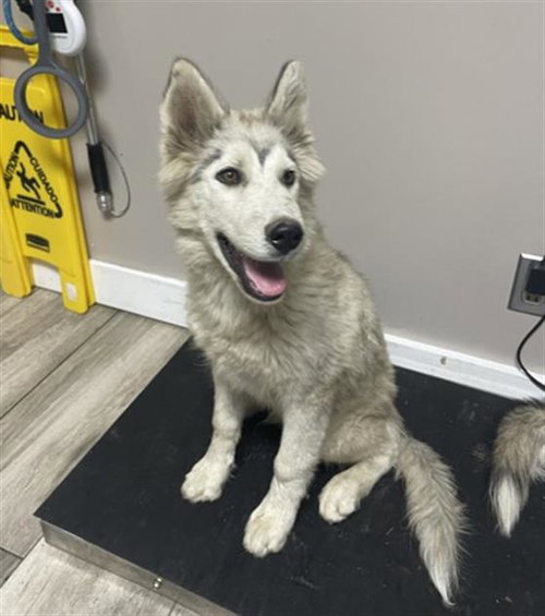 picture of the dog needing adoption