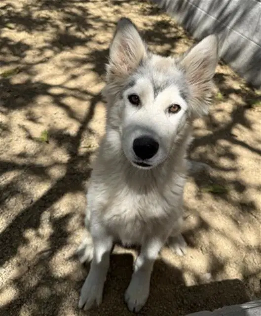 Osprey - Husky