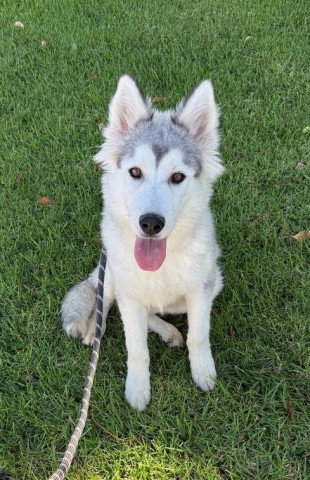 Osprey, Husky (medium coat)