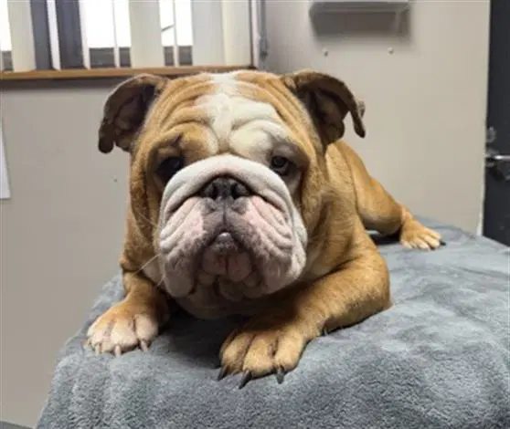 Wagyu- Pending Adoption - English Bulldog