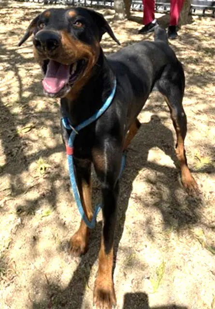 Phantom - Doberman Pinscher