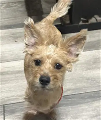 Cheddar - Terrier