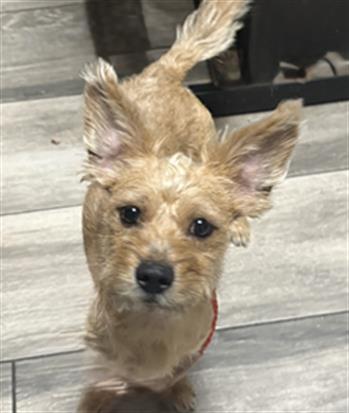 Cheddar