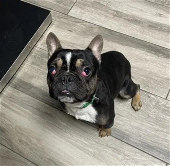 Dynamite - French Bulldog