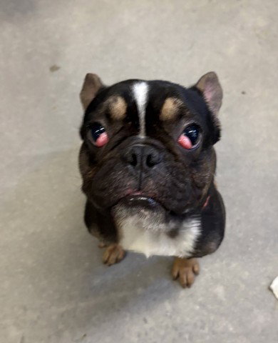 Dynamite, French Bulldog (medium coat)