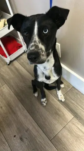 Stella - Border Collie