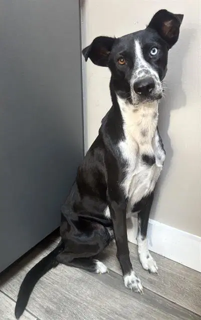 Stella - Border Collie