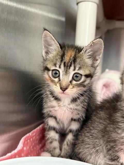 picture of the cat needing adoption