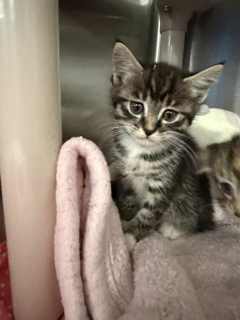 picture of the cat needing adoption