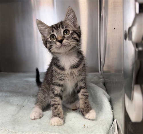 BETTA- PENDING ADOPTION, a cat for adoption from Redlands Animal Shelter