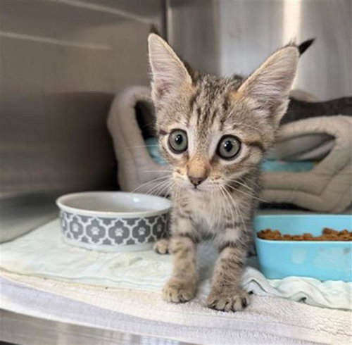TILAPIA, a cat for adoption from Redlands Animal Shelter