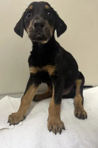 Jack - Doberman Pinscher